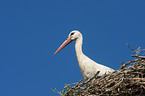 white stork