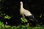 white stork