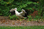 white stork