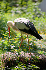 white stork