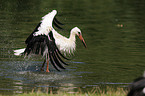 white stork