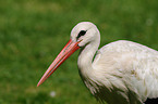 white stork