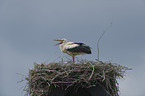 white stork