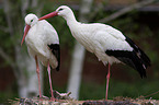 white storks