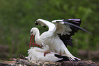 white storks