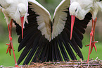 white storks