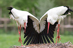 white storks