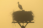 white stork