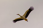 white stork