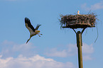 white storks