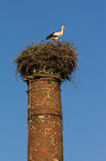 white stork