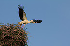 white stork