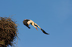 white stork