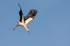 white stork