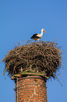 white stork