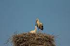 white storks