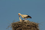 white storks