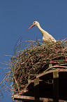 white stork