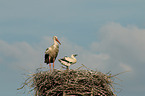 white storks