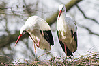 white storks