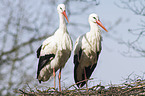 white storks