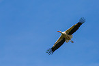 white stork