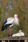 white storks