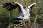 white storks