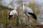 white storks