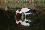 white stork