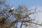 white stork