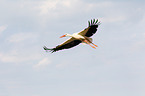 white stork