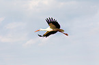 white stork