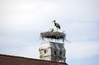 white storks