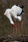 2 white storks