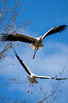 2 white storks