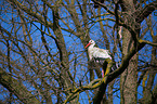 white stork