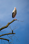 white stork