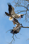 2 white storks