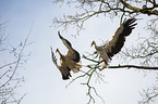 2 white storks