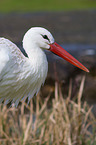 white stork