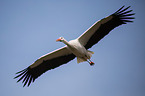 white stork