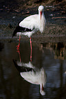 white stork