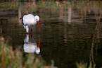 white stork