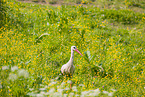 white stork