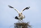 mating white storks