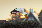 white stork