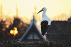 white stork