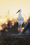 white stork