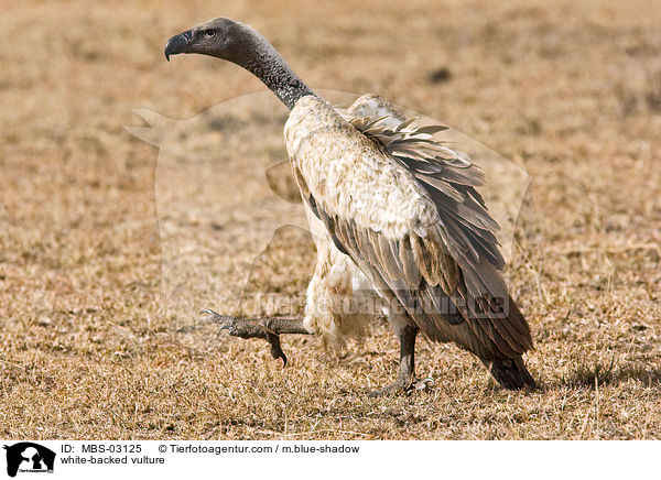 Weirckengeier / white-backed vulture / MBS-03125